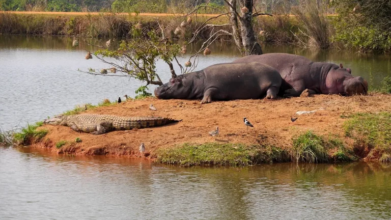 Séjours et voyages de chasse du crocodile en ZAMBIE