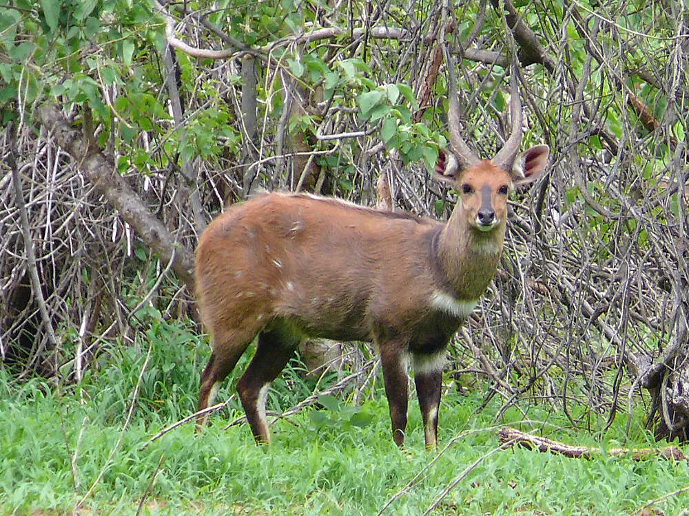 chasse guib du cap - guib sylvatique