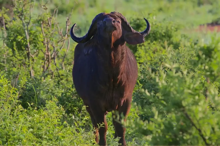 grande chasse Afrique