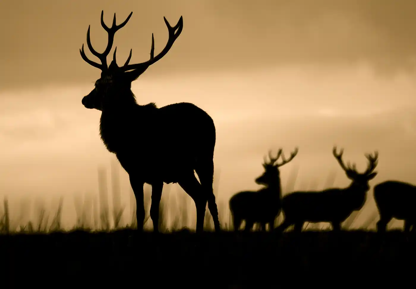 cerf élaphe en France