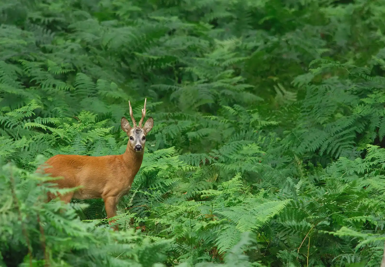 chasse chevreuil en France et stratégies