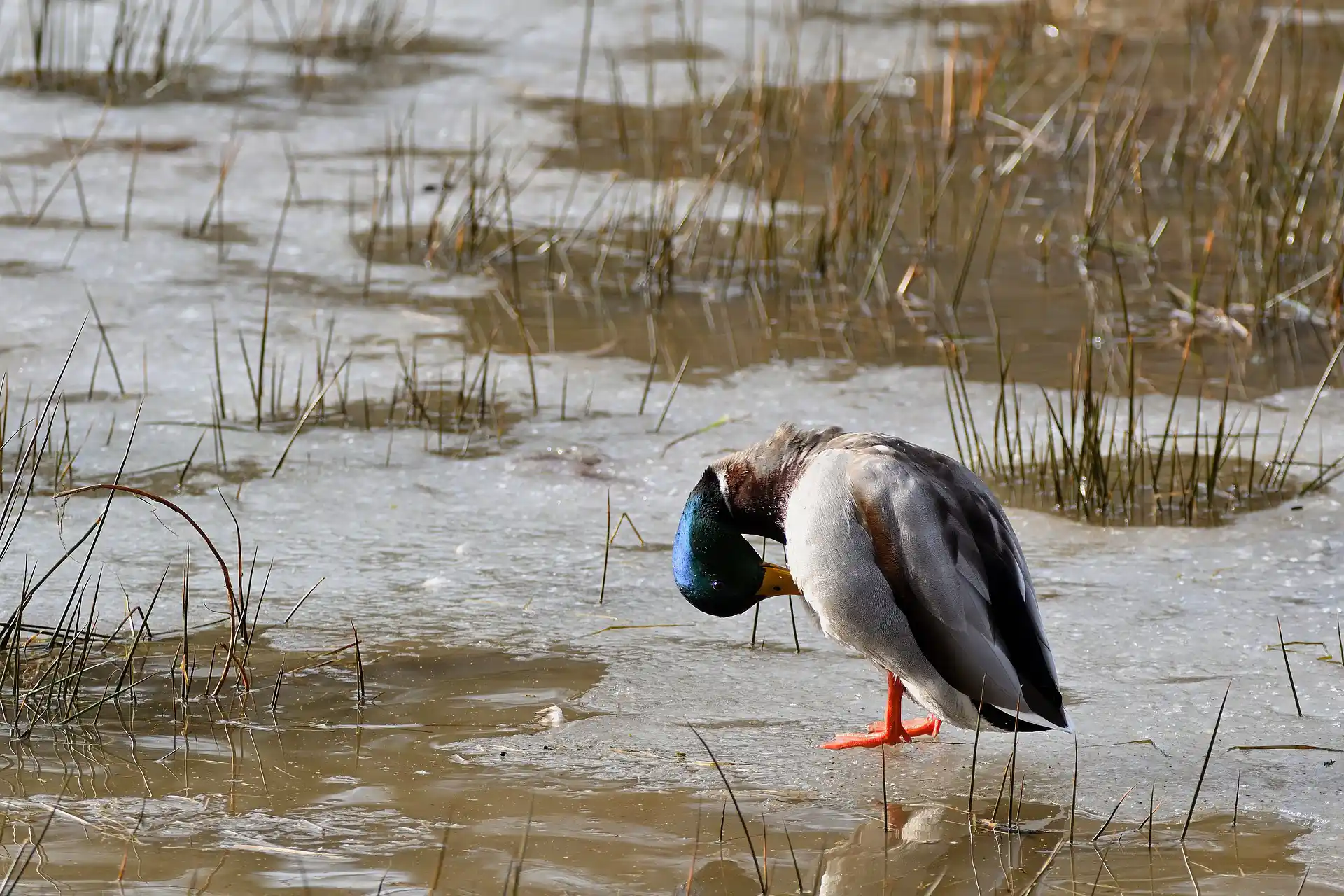 chasse du gibier d'eau et zones humides