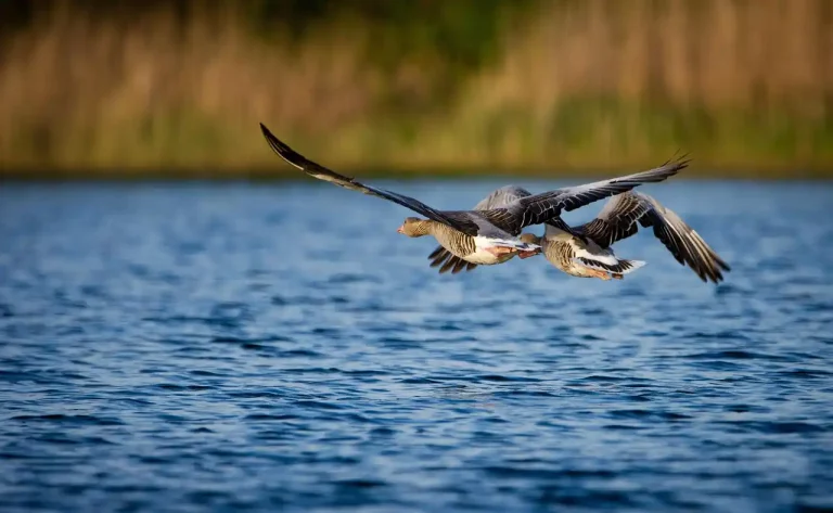 chasse gibier d'eau en Roumanie