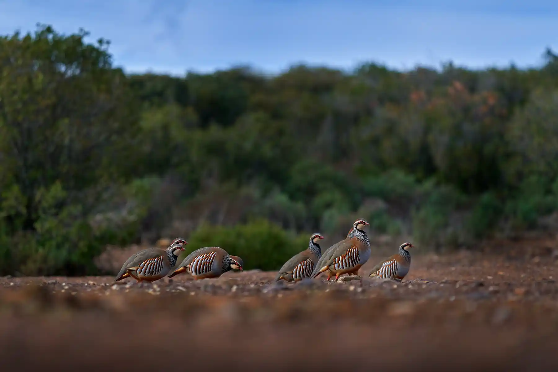 Perdrix rouge et chasse en France