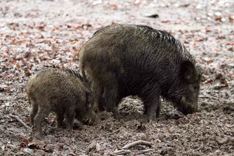 Evolution de la peste porcine africaine en France