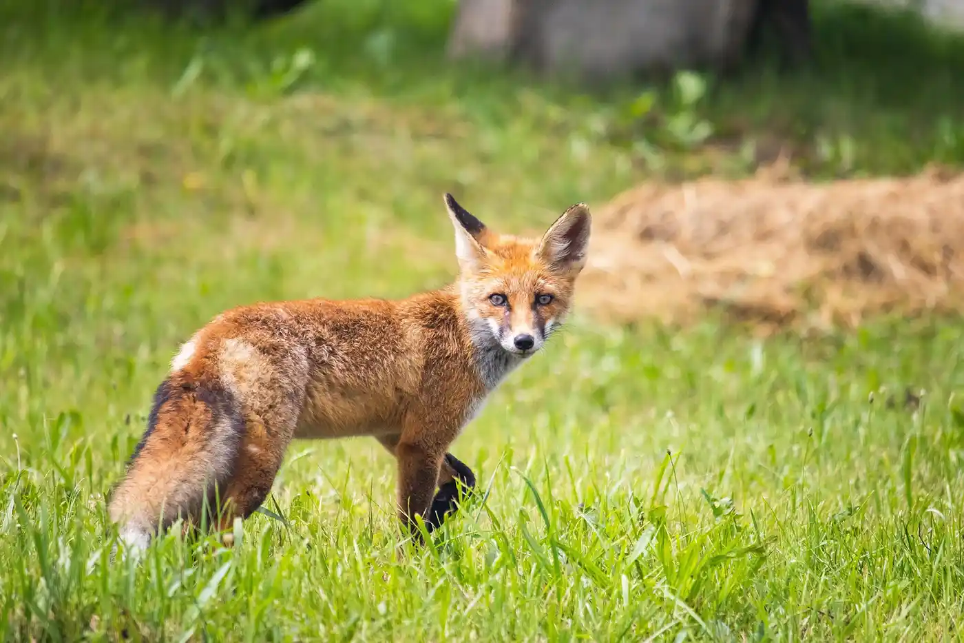 renard en France