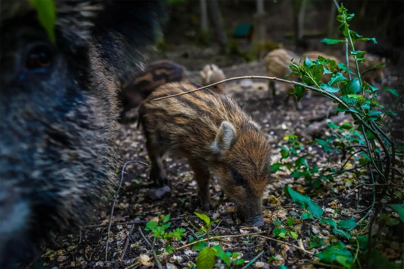 reproduction et gestation du sanglier