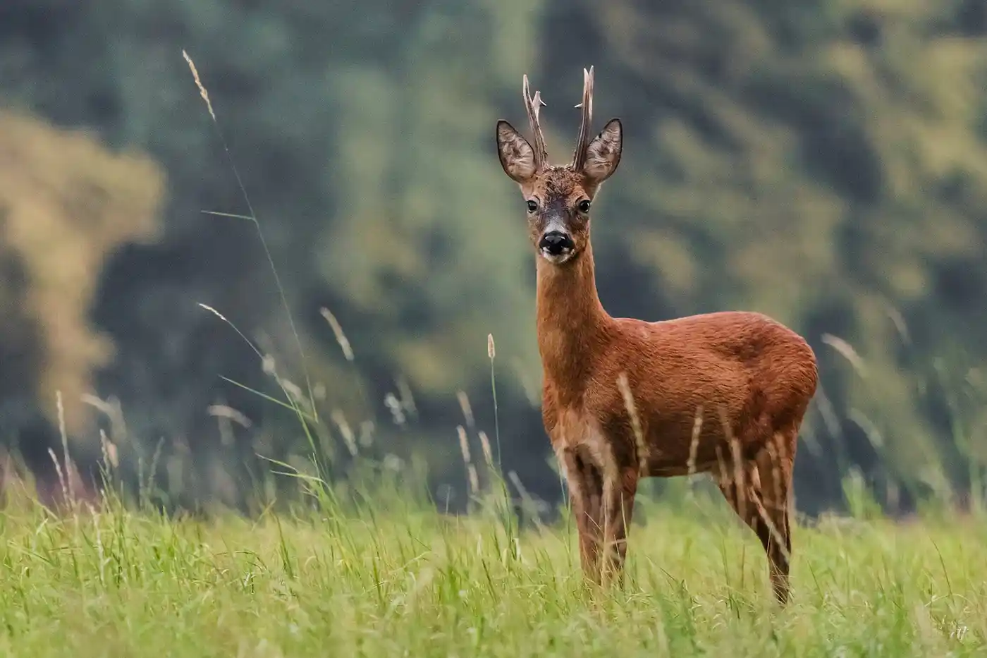 rut chevreuil France