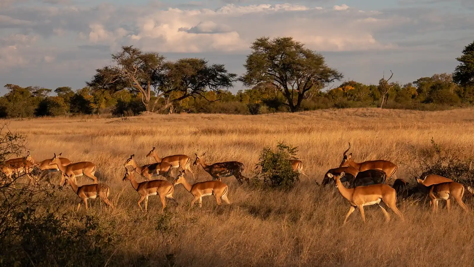 Préparer son voyage de chasse au Zimbabwe