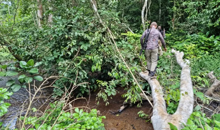 Chasse foret Cameroun