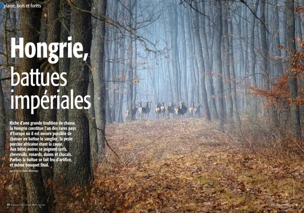 battue Grand Gibier Hongrie