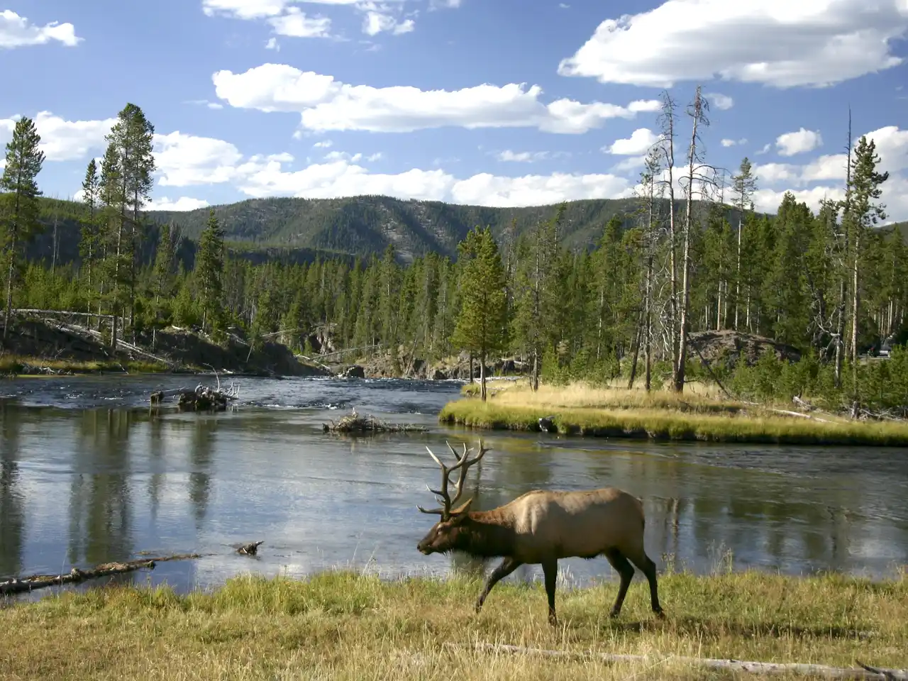 cerf wapiti