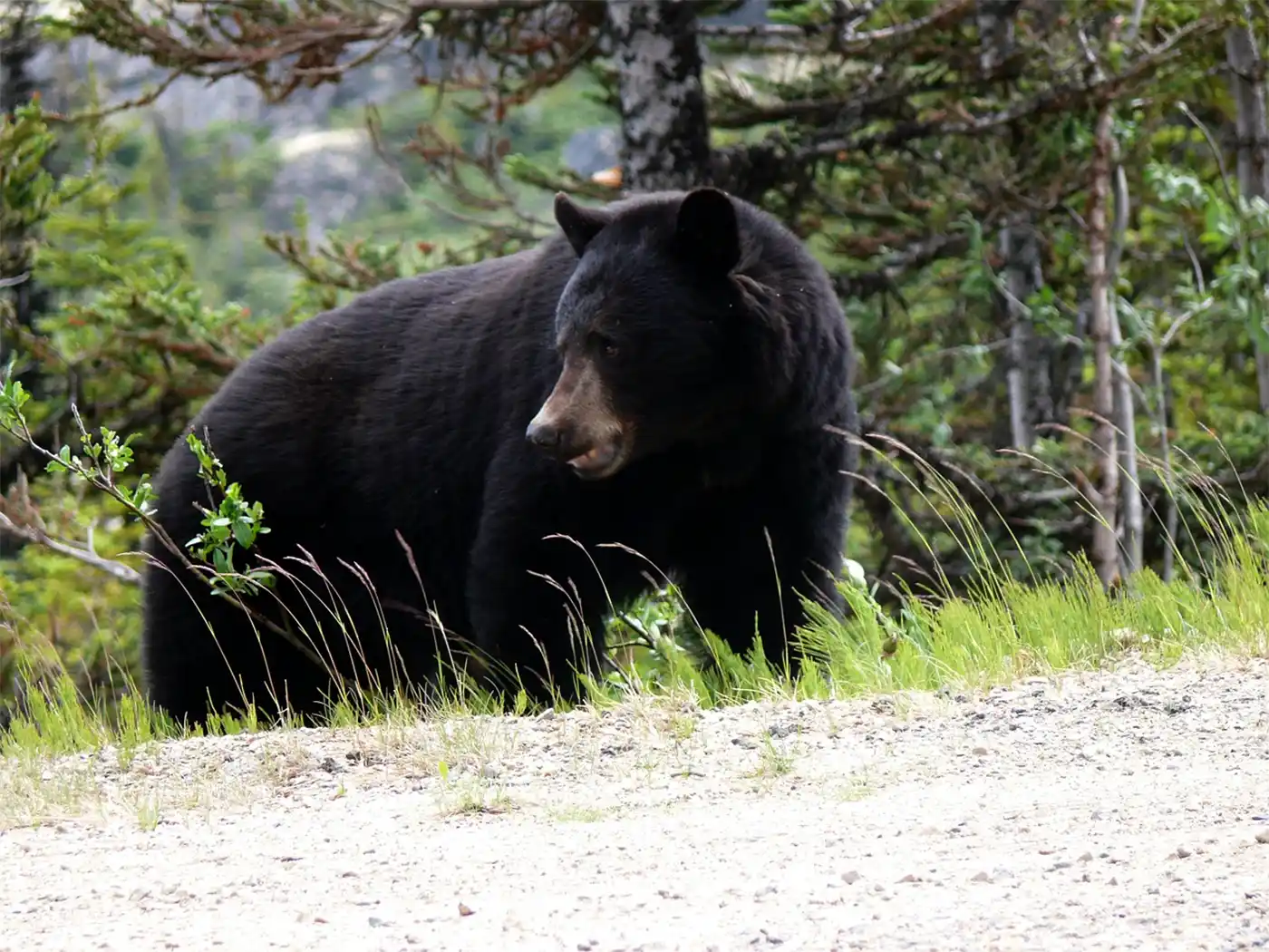 chasse ours noir Canada