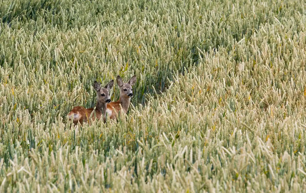 Conséquences de la canicule sur gibier en France
