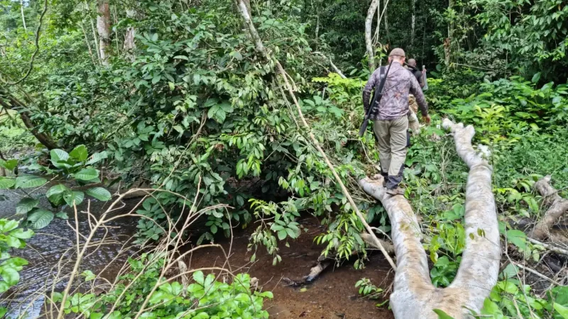 Chasse foret Cameroun