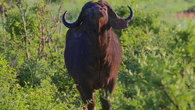 grande chasse Afrique