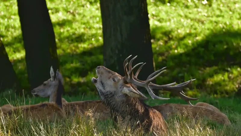 Cerf élaphe pendant le brame en septembre 2026