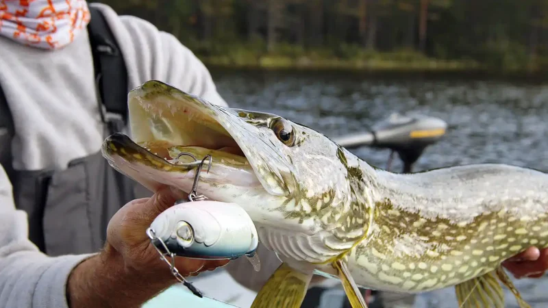 pêche brochet leurre surface