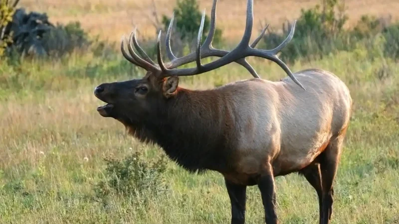calling wapiti