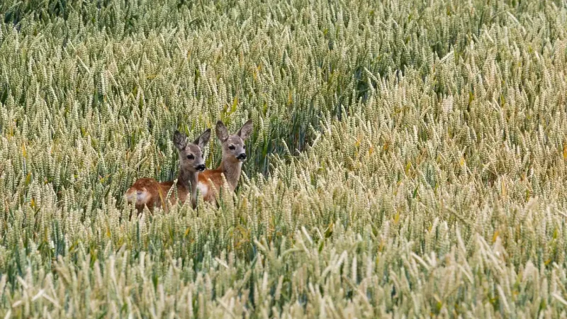 Conséquences de la canicule sur gibier en France