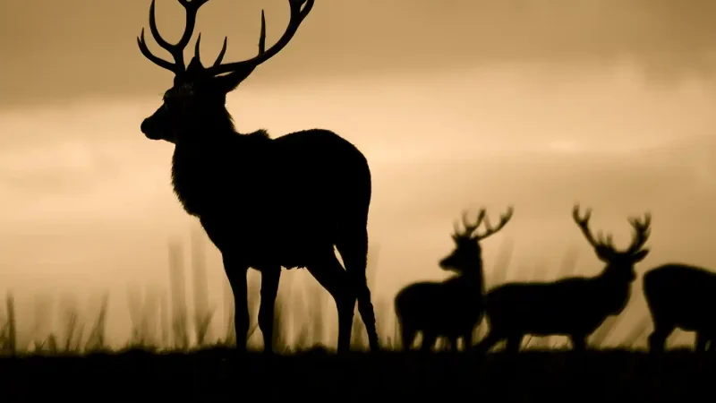 cerf élaphe en France