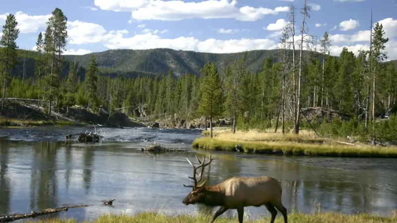 cerf wapiti