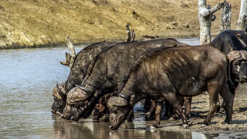 chasse Mozambique buffle