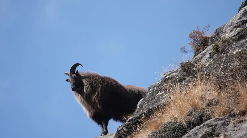 chasse Tahr Nouvelle Zélande