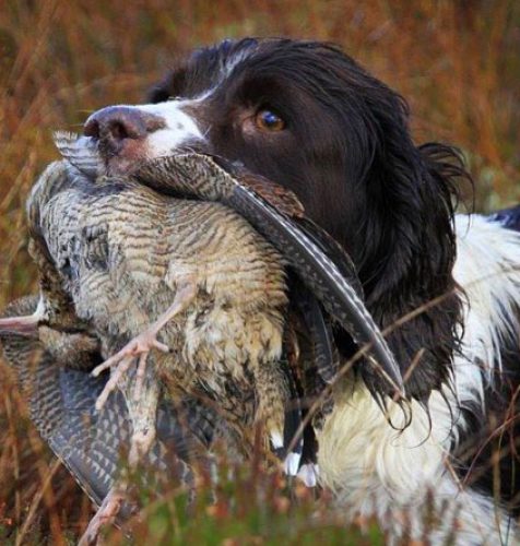 Chasse à la bécasse en Irlande avec springer spaniel
