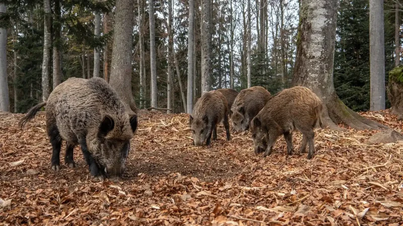 chasse au sanglier printemps