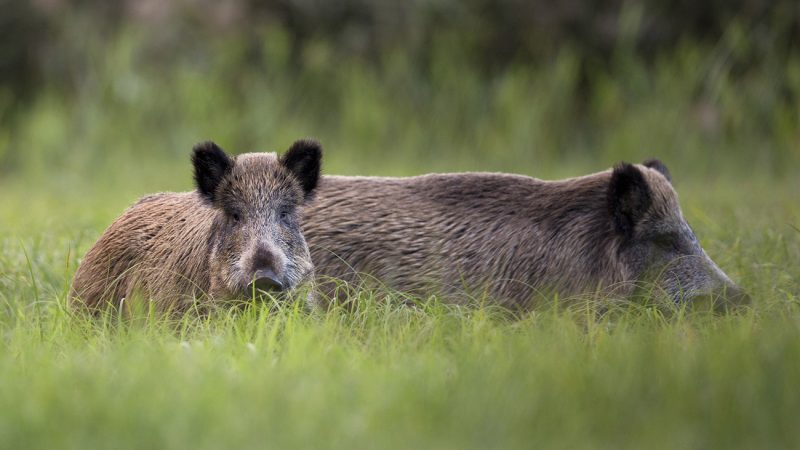 chasse du sanglier en été