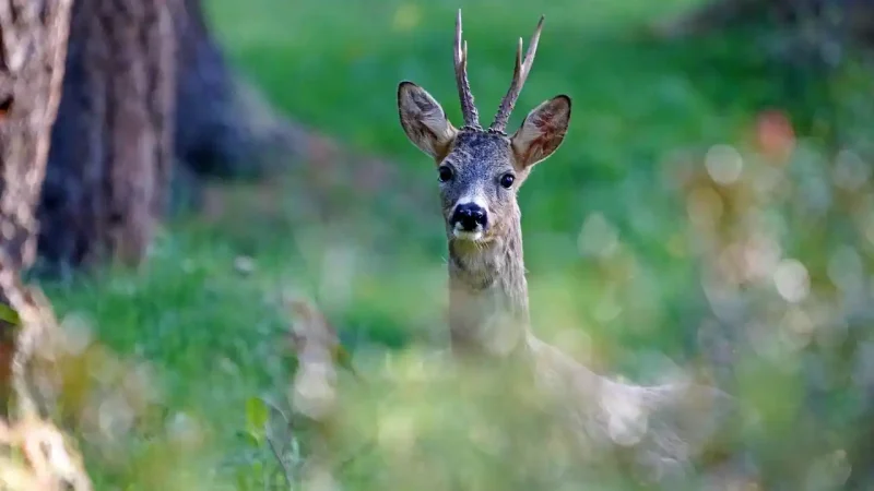 Début juin, c'est l'ouverture de la chasse du brocard en été