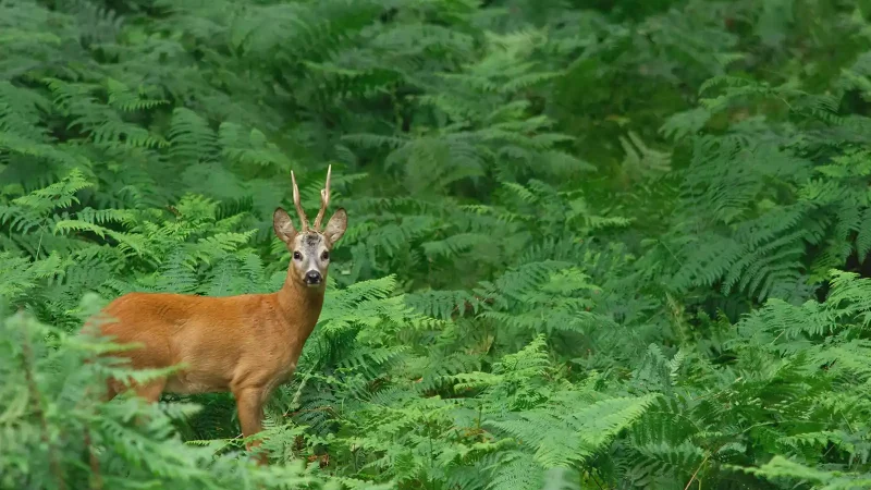 chasse chevreuil en France et stratégies