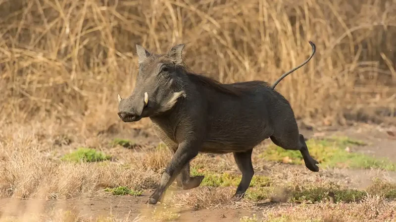 Symbole de la chasse en Gambie : le phacochère