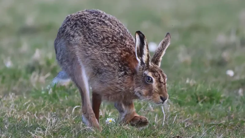 chasse gibier difficile France