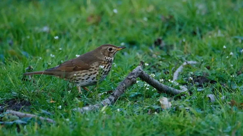 chasse grives en France