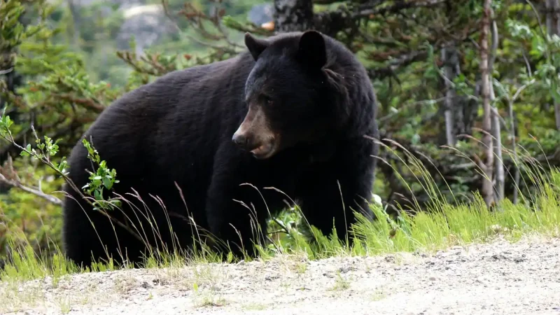 chasse ours noir Canada