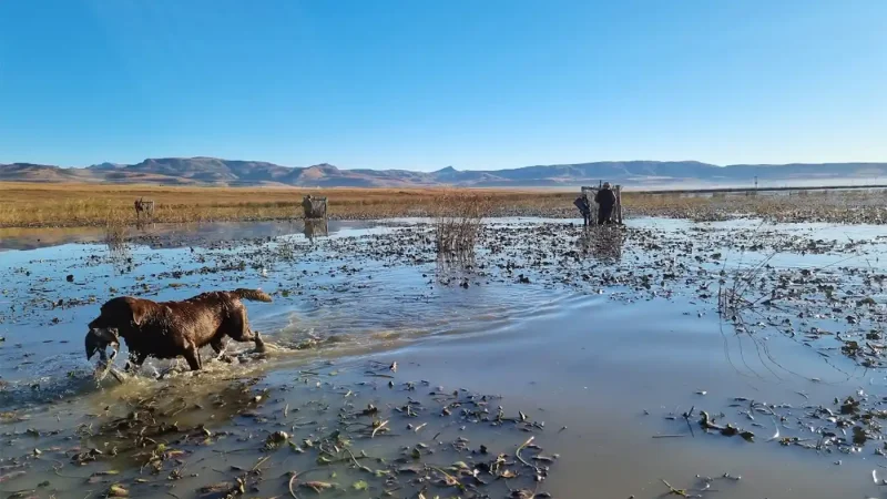 Découvrez la chasse du petit gibier en Afrique du Sud
