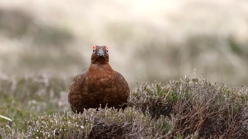 chasse petit gibier Ecosse