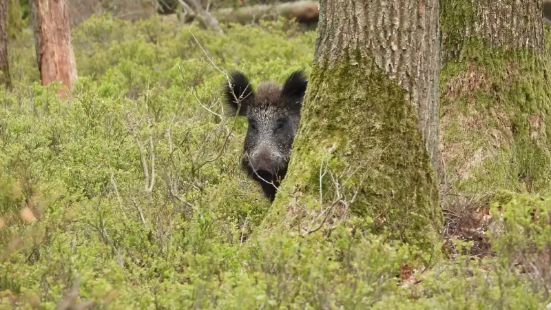 chasse sanglier été approche affût France