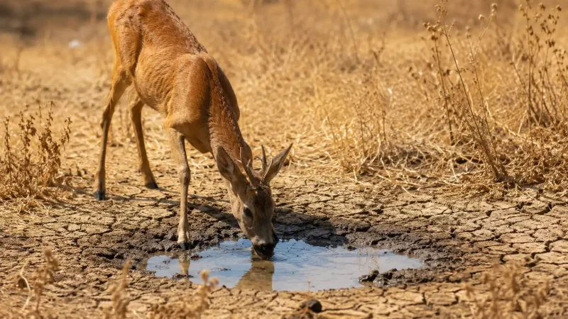 Un chevreuil s'abreuve dans une flaque d'eau au milieu d'une végétation desséchée par la canicule et la sécheresse.
