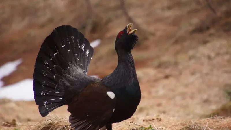 coq de bruyère chasse France