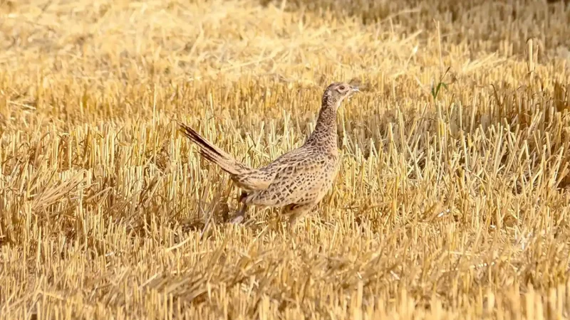 Quel impact de la sécheresse sur la faune sauvage
