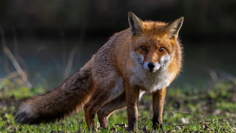 La renard peut être vecteur de maladies animales dans la faune sauvage