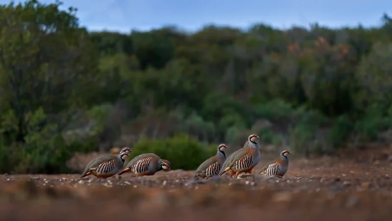 Perdrix rouge et chasse en France