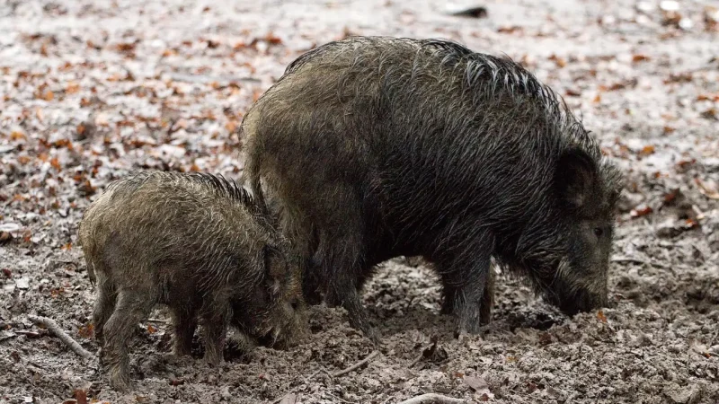 Evolution de la peste porcine africaine en France