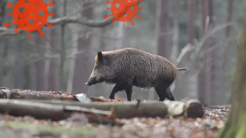 Peste porcine africaine en France : les sangliers au cœur de la menace