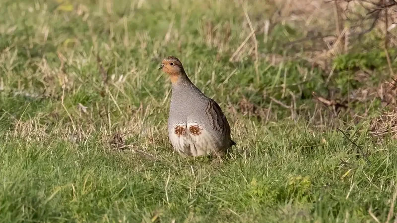 déclin petit gibier en France