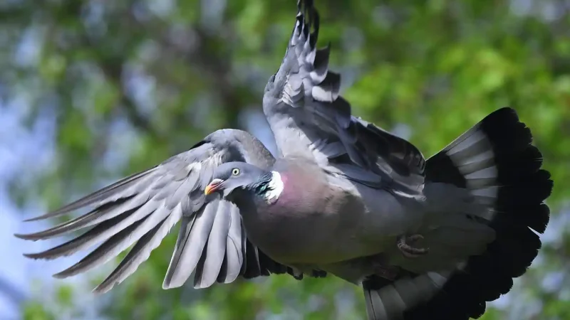 Chasse à poste fixe du pigeon ramier en été