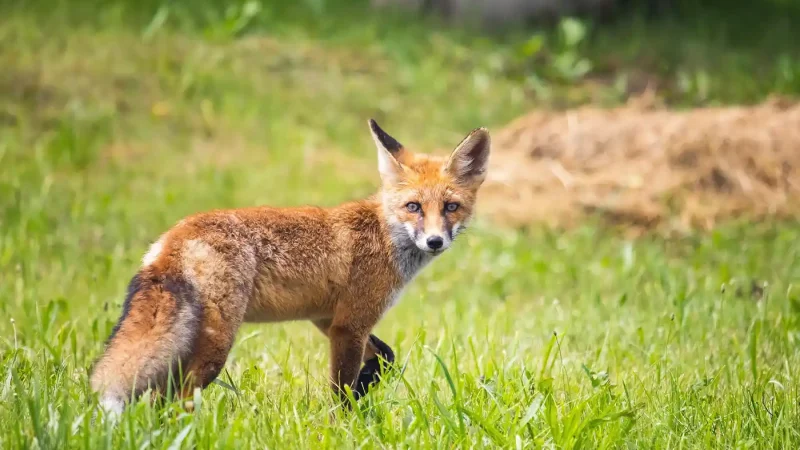 renard en France
